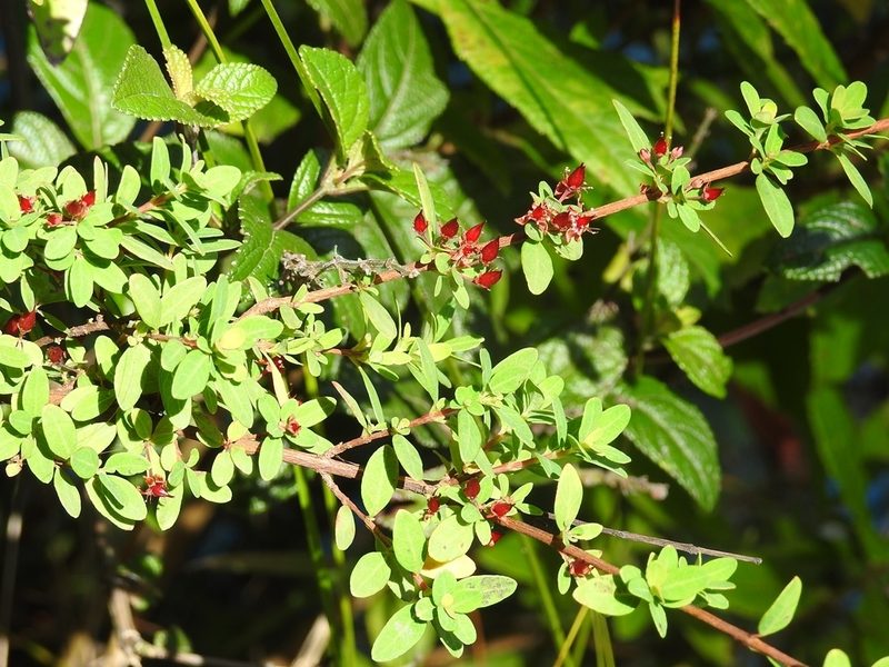 Hypericum calcicola, photographed by Neptalí Ramírez Marcial