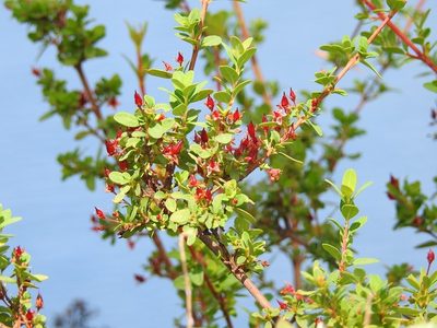 Hypericum calcicola, photographed by Neptalí Ramírez Marcial