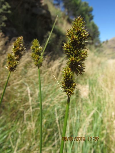 Carex brongniartii, photographed by Santiago Martín-Bravo