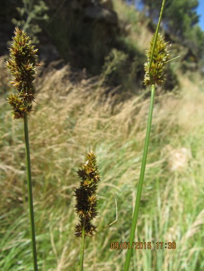 Carex brongniartii, photographed by Santiago Martín-Bravo