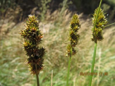 Carex brongniartii, photographed by Santiago Martín-Bravo