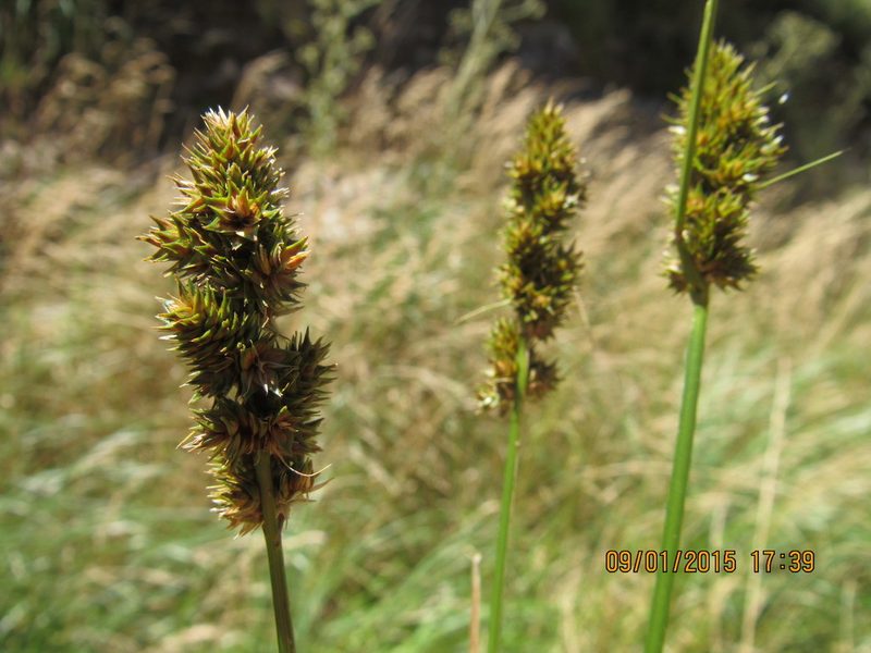 Carex brongniartii, photographed by Santiago Martín-Bravo