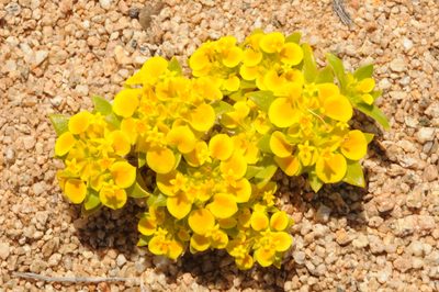 Cruckshanksia pumila, photographed by aacocucci