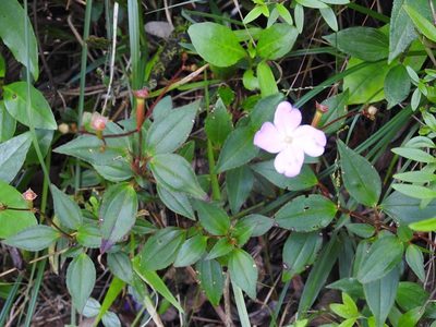 Arthrostemma parvifolium, photographed by Neptalí Ramírez Marcial