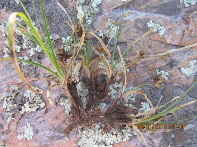 Carex rupicola, photographed by Santiago Martín-Bravo
