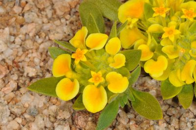 Cruckshanksia pumila, photographed by aacocucci