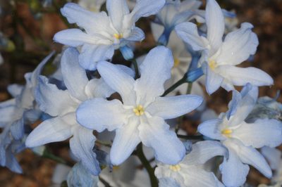 Zephyra elegans, photographed by aacocucci