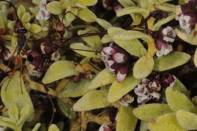 Cuscuta purpurata, photographed by aacocucci