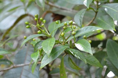 Psychotria costivenia, photographed by Neptalí Ramírez Marcial