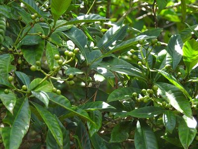 Psychotria costivenia, photographed by Neptalí Ramírez Marcial