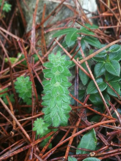 Galium maritimum, photographed by Thibaud Godon