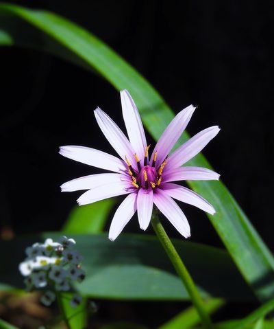 Pseudopodospermum undulatum, photographed by Karim Haddad
