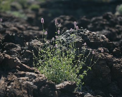 Agastache parvifolia, photographed by Steve Matson