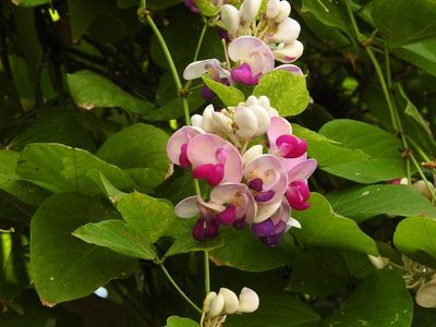 Ramirezella penduliflora, photographed by Neptalí Ramírez Marcial