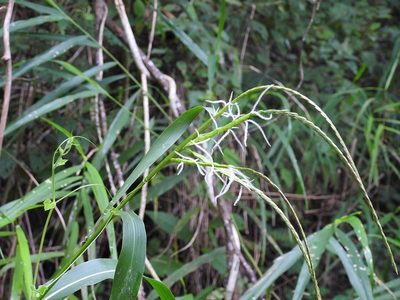 Tripsacum jalapense, photographed by Neptalí Ramírez Marcial
