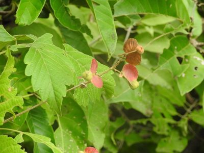 Serjania cardiospermoides, photographed by Neptalí Ramírez Marcial