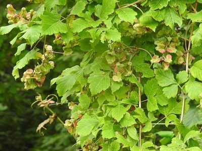 Serjania cardiospermoides, photographed by Neptalí Ramírez Marcial