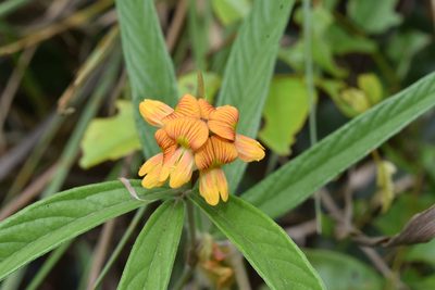 Eriosema salignum, photographed by Sunčana Bradley