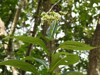 Desmanthodium perfoliatum, photographed by Neptalí Ramírez Marcial