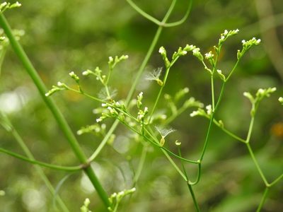 Valeriana sorbifolia, photographed by Neptalí Ramírez Marcial
