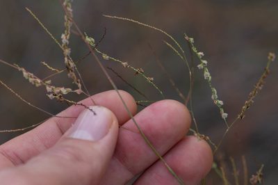 Polygonella gracilis, photographed by Nash Turley