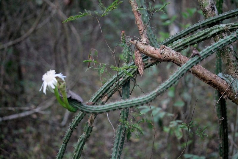 Praecereus euchlorus, photographed by Ramon and Suzanne Vargas