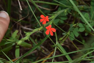 Striga elegans, photographed by Sunčana Bradley