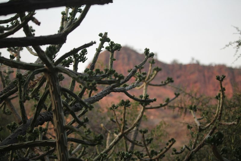 Quiabentia verticillata, photographed by Ramon and Suzanne Vargas