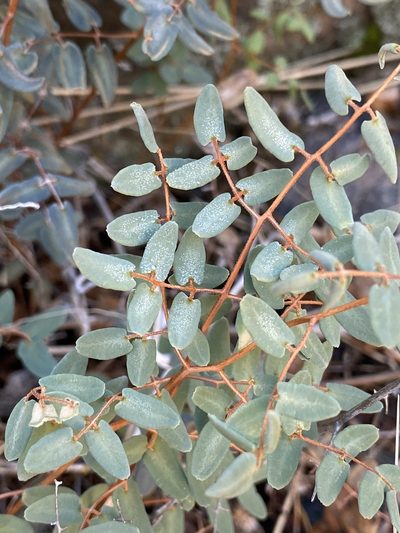 Pellaea intermedia, photographed by Sue Carnahan