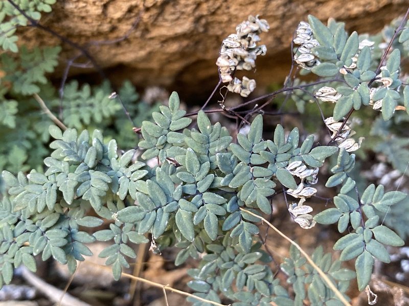 Argyrochosma limitanea, photographed by Sue Carnahan