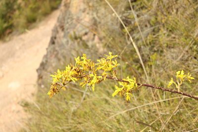 Cyrtochilum revolutum, photographed by Andrés Ramírez-Barrera