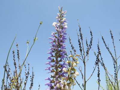 Salvia barrelieri, photographed by Karim Haddad
