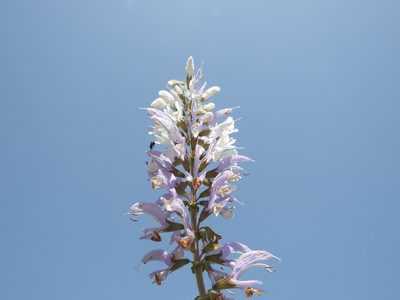 Salvia barrelieri, photographed by Karim Haddad