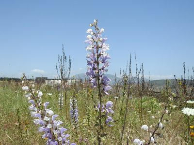 Salvia barrelieri, photographed by Karim Haddad