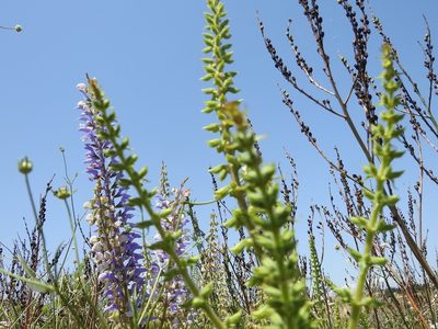 Salvia barrelieri, photographed by Karim Haddad
