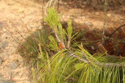 Pinus patula, photographed by Andrés Ramírez-Barrera