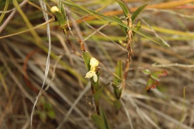 Epidendrum zipaquiranum, photographed by Andrés Ramírez-Barrera