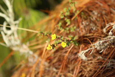 Chaetolepis microphylla, photographed by Andrés Ramírez-Barrera