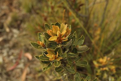 Clethra fimbriata, photographed by Andrés Ramírez-Barrera