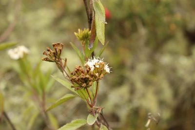 Stevia lucida, photographed by Andrés Ramírez-Barrera