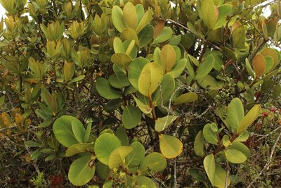 Clusia multiflora, photographed by Andrés Ramírez-Barrera