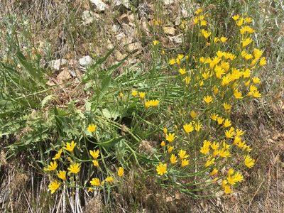 Crepis acuminata, photographed by lejones417