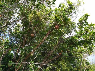 Xylocarpus granatum, photographed by Steve Fitzgerald