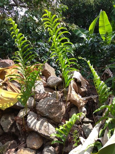 Phlebodium decumanum, photographed by Eva Li