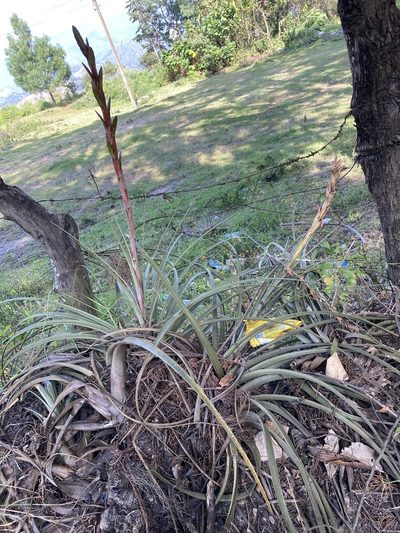 Tillandsia rodrigueziana, photographed by Grete Pasch