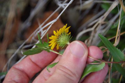 Grindelia lanceolata, photographed by Eric Knight