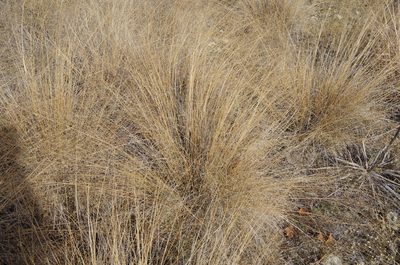 Muhlenbergia reverchonii, photographed by Eric Knight