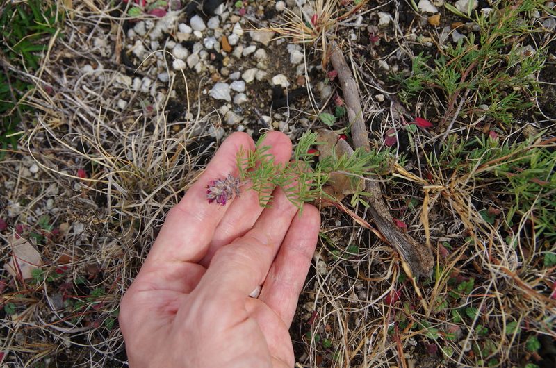 Dalea reverchonii, photographed by Eric Knight