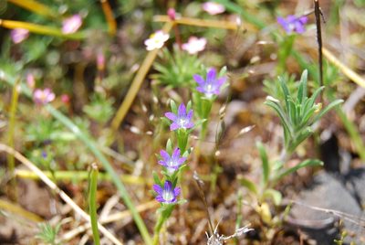 Githopsis specularioides, photographed by Shane Johnson