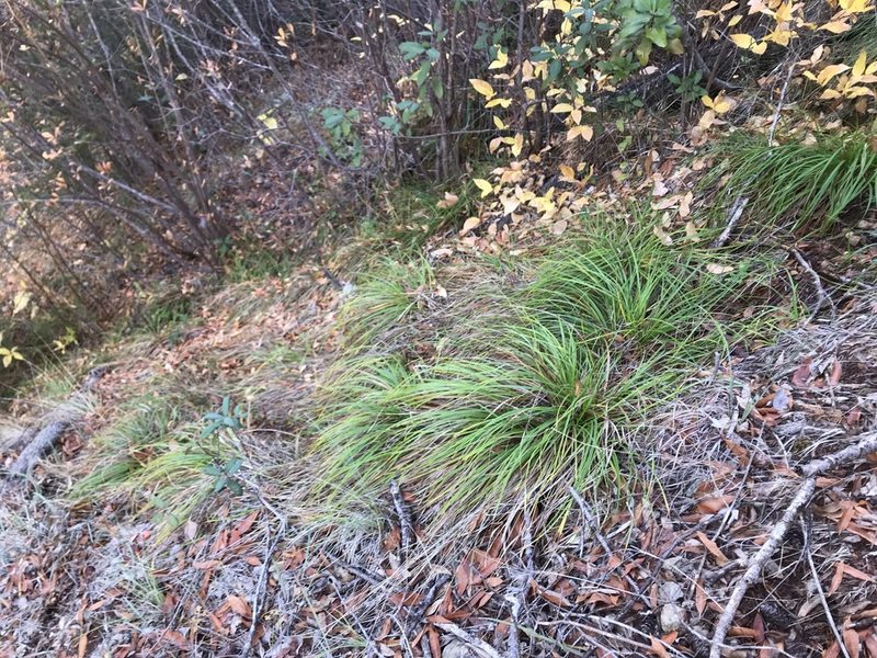 Carex mendocinensis, photographed by Roger Raiche